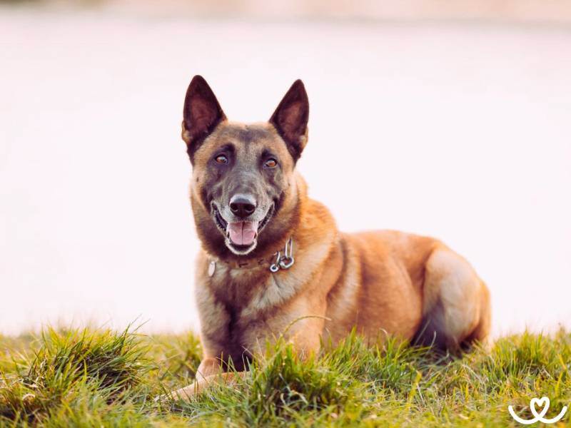 Plemeno-belgicky-ovcak-malinois (15)